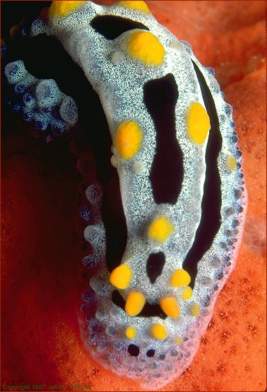 picture of a nudibranch [74K]