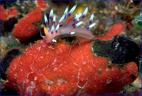 picture of a nudibranch