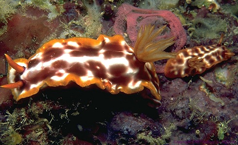 picture of a nudibranch