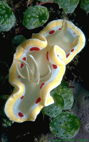picture of nudibranch