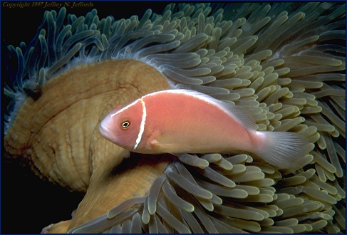 Pink Anemonefish added March 27 '97