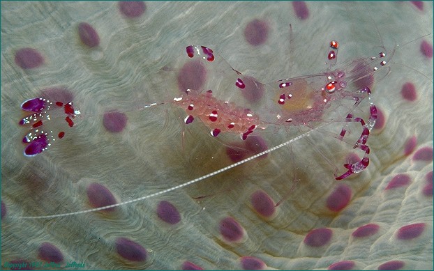 anemoneshrimp on anemone host (#24A)