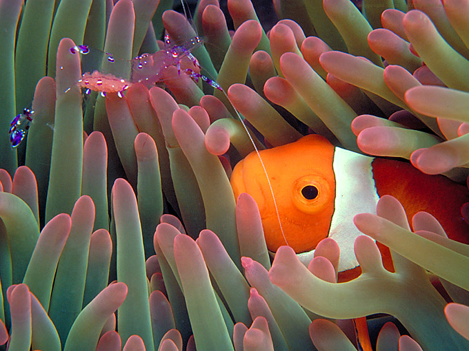 Anemonefish with shrimp in host anemone