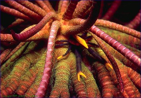 Crinoid with Squat Lobster (#31A)