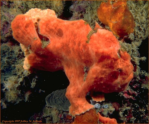 Frogfish spotted on a night dive (photo 13A)