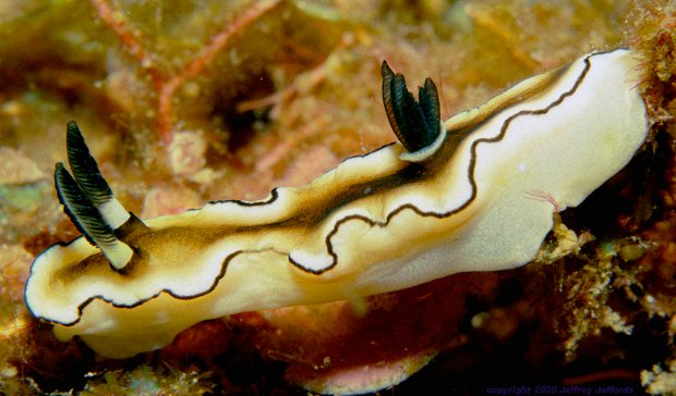 Glossodoris atromarginata nudibranch [50k]
