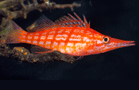 Longnose hawkfish [127K]