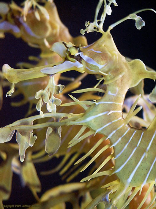 leafy sea dragon, profile view [109k]