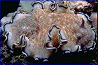 nudibranch #13