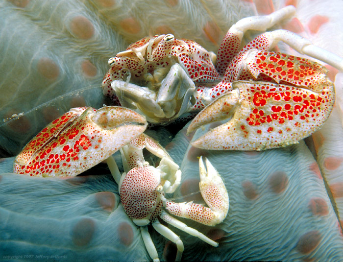 Porcelain crabs with host anemone [142K]