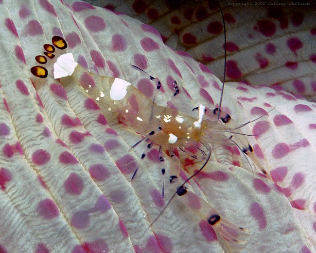 anemone shrimp, Periclemenes brevicarpalis [97K]
