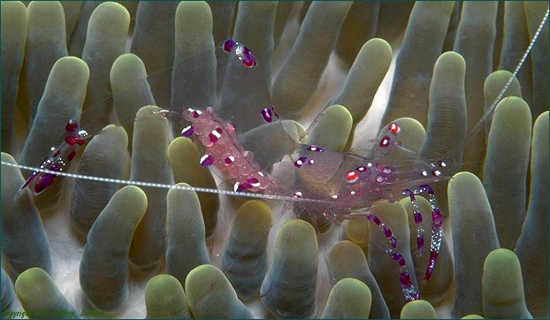 anemoneshrimp -- extreme close-up!