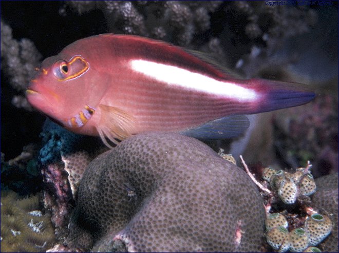 Arc-eye hawkfish, Paracirrhites arcatus [69k]