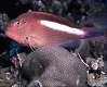 arc-eye hawkfish [69K]