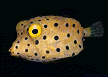 boxfish [33k]