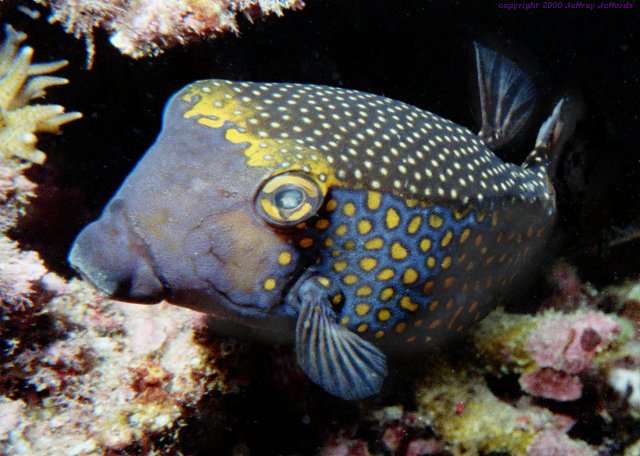 male Spotted boxfish [69k] added 6 nov 00