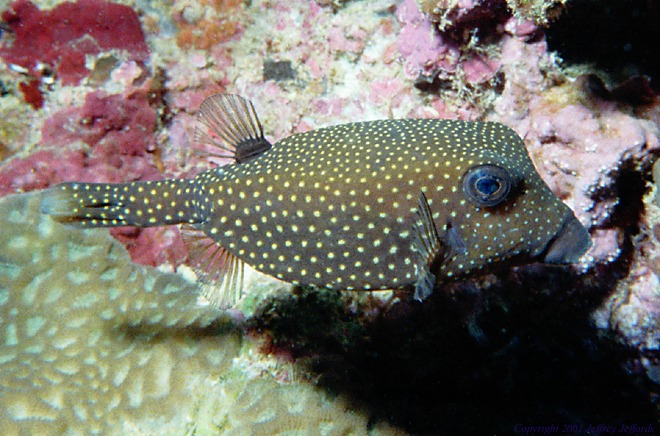 female spotted boxfish [108K]