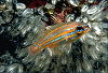 cardinalfish (#83A)