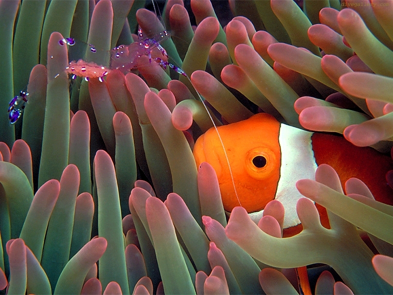 anemonefish with shrimp in host anemone