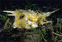 long-horned cowfish