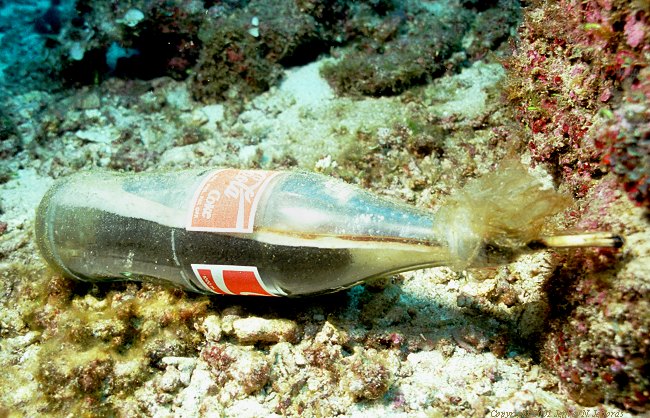 dynamite or blast fishing bottle at Capone Islands, Philippines [105K]