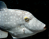 filefish #2