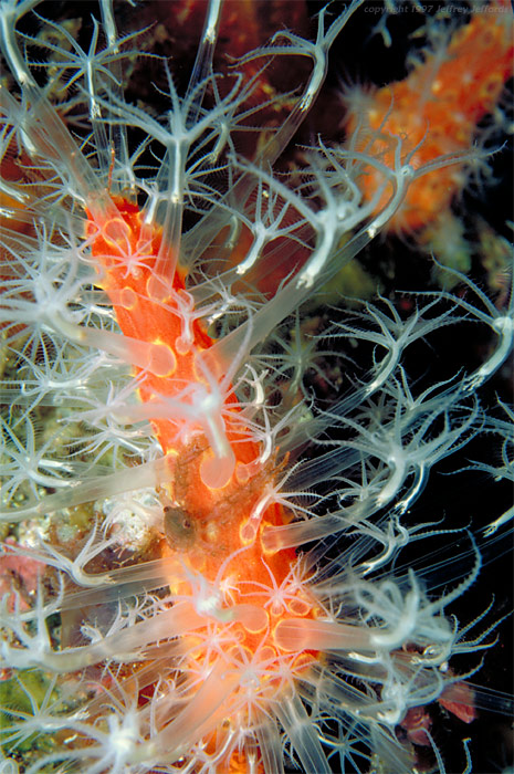 small "squat lobster" hides on a finger coral [142K]