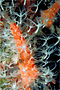finger coral with "squat lobster" [142K]