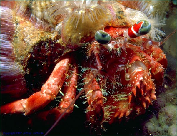 hermit crab (#54A, added 8 Jan '98}