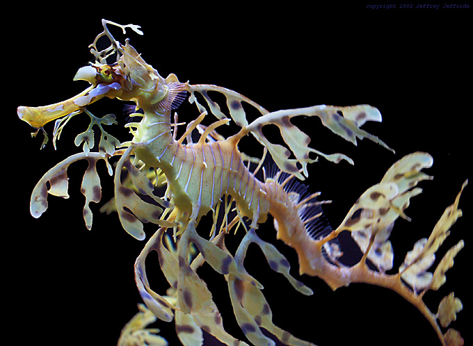 leafy sea dragon, profile view [133k]