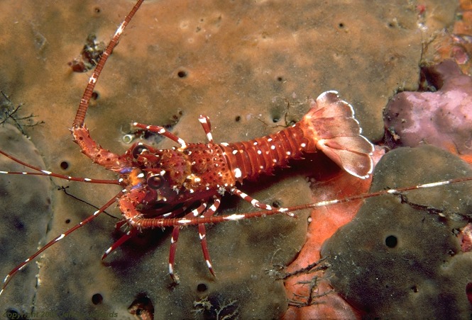 spiny or rock lobster [102k]