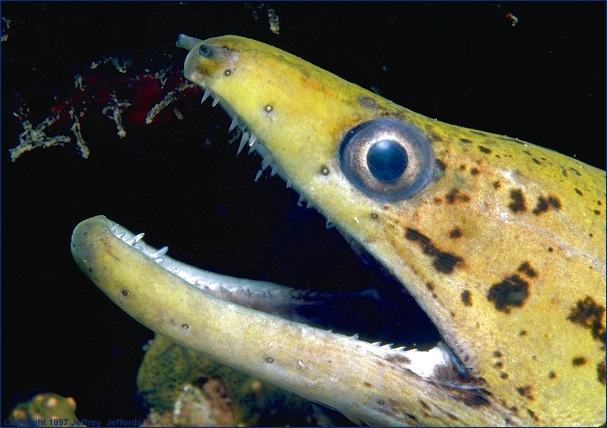 moray eel (#59A, added 12 Jan '98)