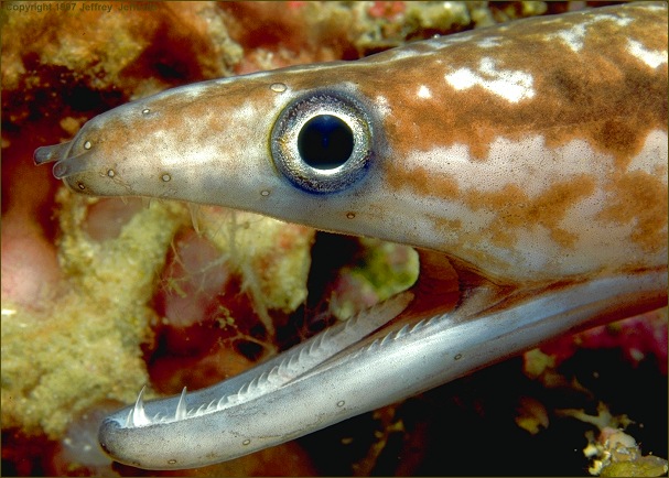 moray eel (#61A, added 12 Jan '98)