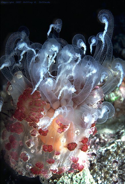 tuberculate night anemone