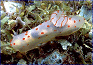 nudibranch #12