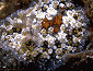 nudibranch #34, added 20 Nov '97