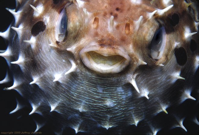 closeup view of inflated porcupinefish [65k]