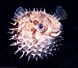 porcupinefish thumbnail