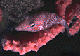 sharp-nose pufferfish [50k]