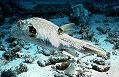 white-spotted pufferfish thumbnail