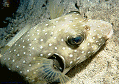 spotted puffer close-up [119K]