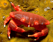 reef_crab_white_tip_thumb.gif (8191 bytes) (added 26 Oct 99)