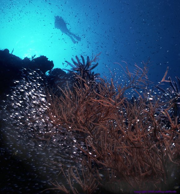 reef scene #13, diver with black coral and schooling fish [80k]