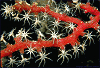 close-up image of a sea fan (71A)