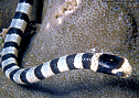 sea krait (sea snake)