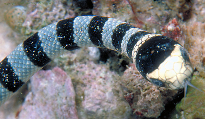 sea snakes pictures