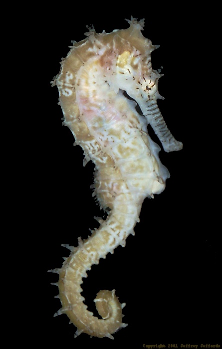 Barbour's seahorse #4, Hippocampus barbouri [63K]