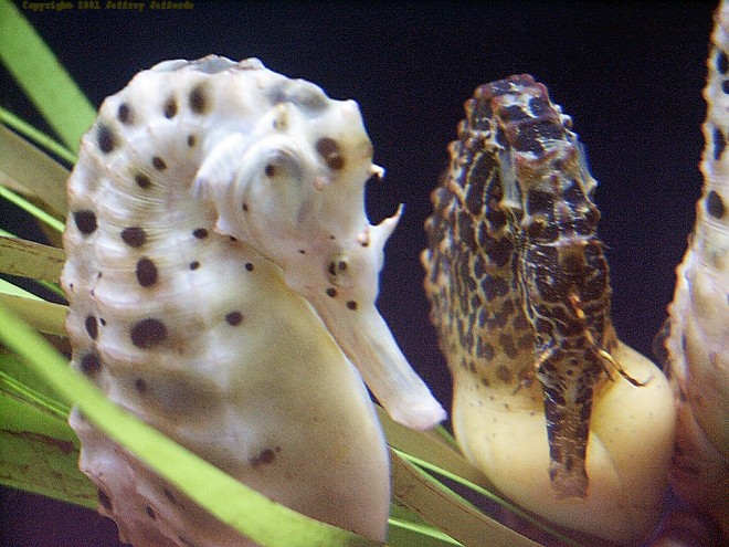 potbelly seahorse, Hippocampus abdominalis [121K]