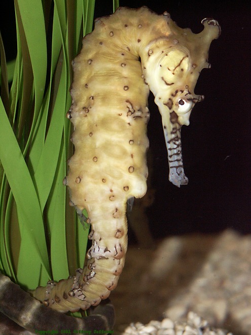 West Australian Seahorse