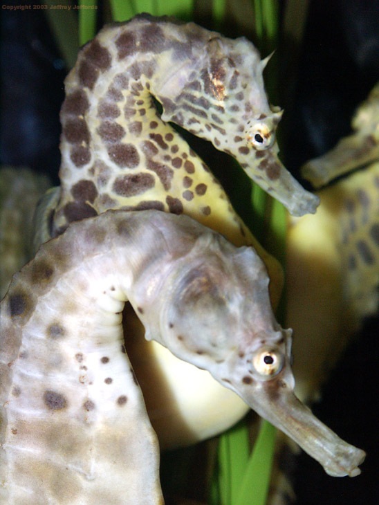 pot-bellied seahorse pair, #17 []